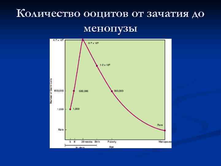 Количество ооцитов от зачатия до менопузы Количество ооцитов от зачатия до менопузы