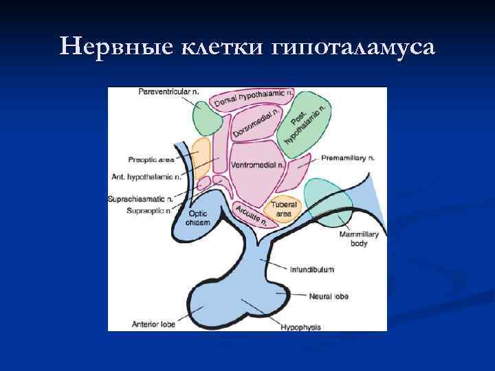 Нервные клетки гипоталамуса Нервные клетки гипоталамуса