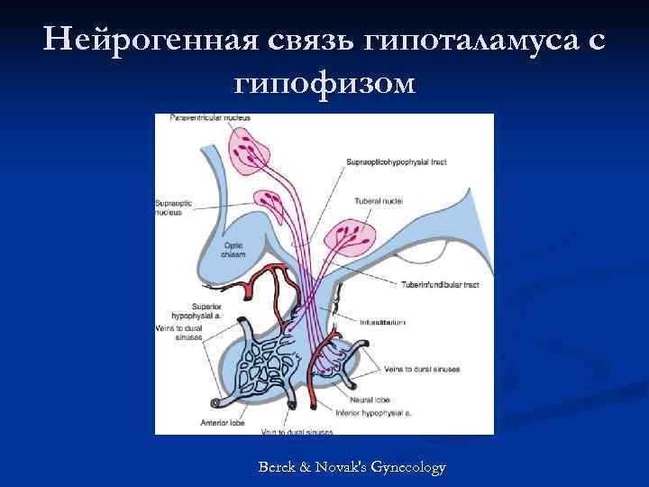 Нейрогенная связь гипоталамуса с гипофизом Berek & Novak's Gynecology Нейрогенная связь гипоталамуса с гипофизом Berek & Novak's Gynecology