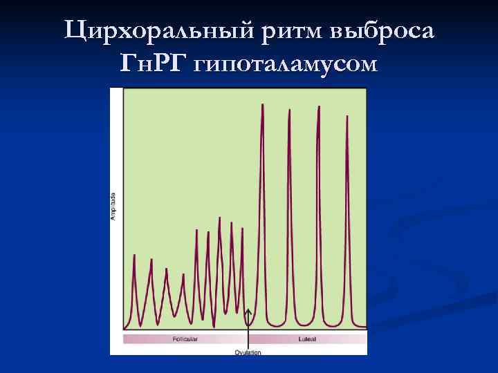 Цирхоральный ритм выброса Гн. РГ гипоталамусом Цирхоральный ритм выброса Гн. РГ гипоталамусом