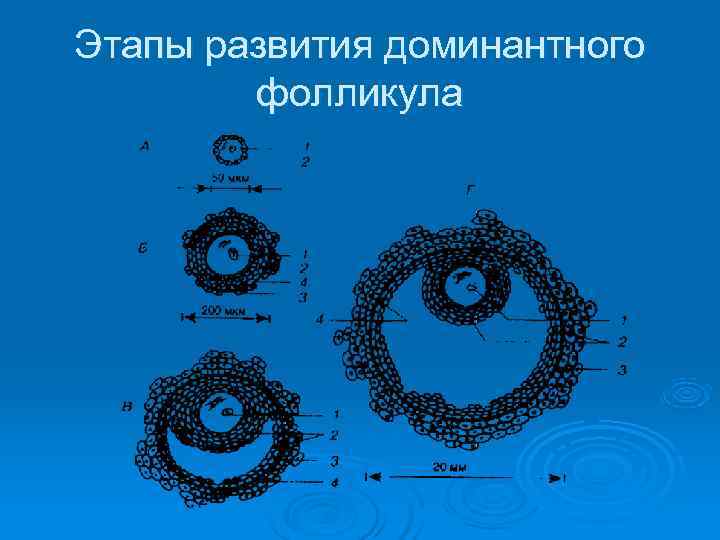 Этапы развития доминантного   фолликула 