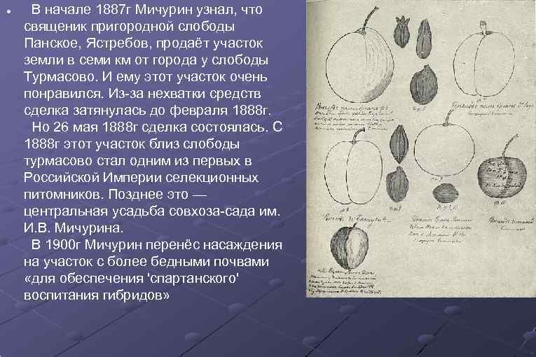  В начале 1887 г Мичурин узнал, что священик пригородной слободы Панское, Ястребов, продаёт