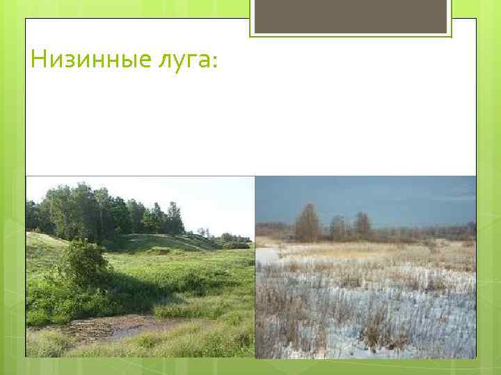 Низинные луга: 