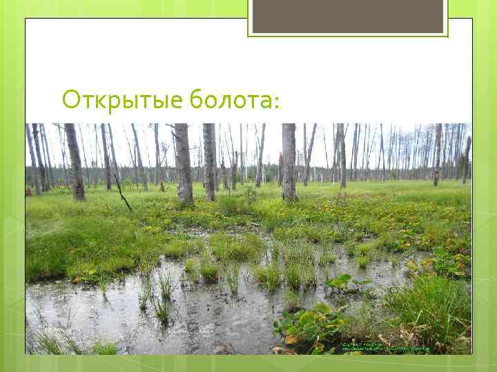 Открытые болота: 