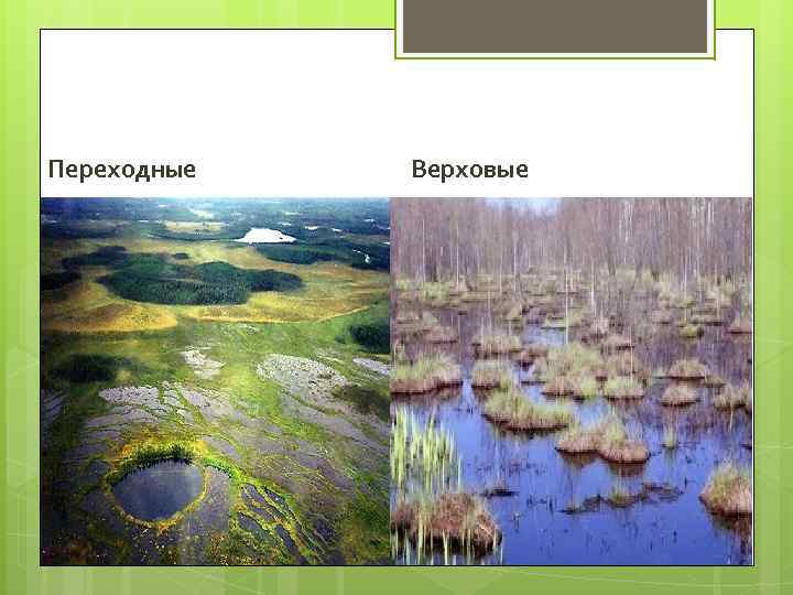 Переходные  Верховые 