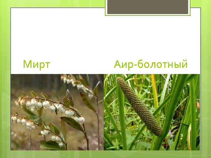 Мирт  Аир-болотный 