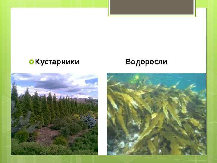 Кустарники  Водоросли 