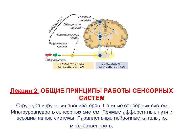 Общая схема строения сенсорных систем