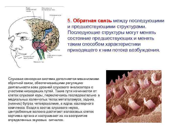 Общая схема строения сенсорных систем