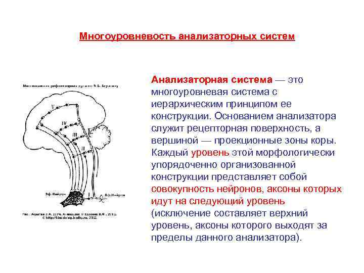 Общий план строения сенсорных систем