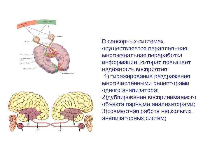 Общая схема строения сенсорных систем