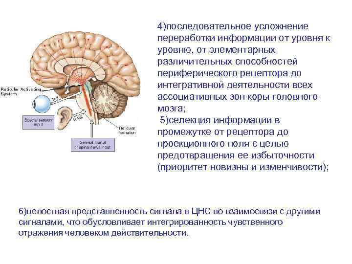 Общая схема строения сенсорных систем