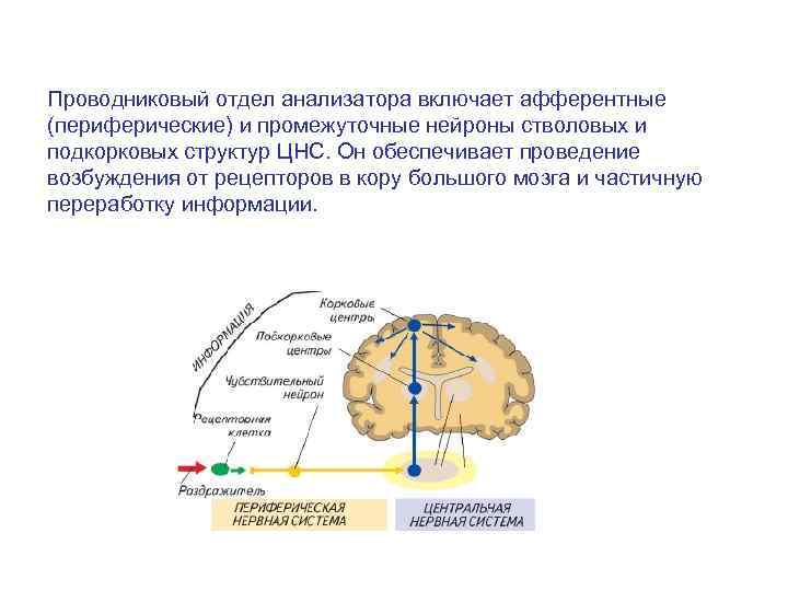 Проводниковый отдел анализатора включает афферентные (периферические) и промежуточные нейроны стволовых и подкорковых структур ЦНС.