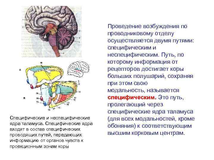 Общие принципы работы анализаторных систем презентация