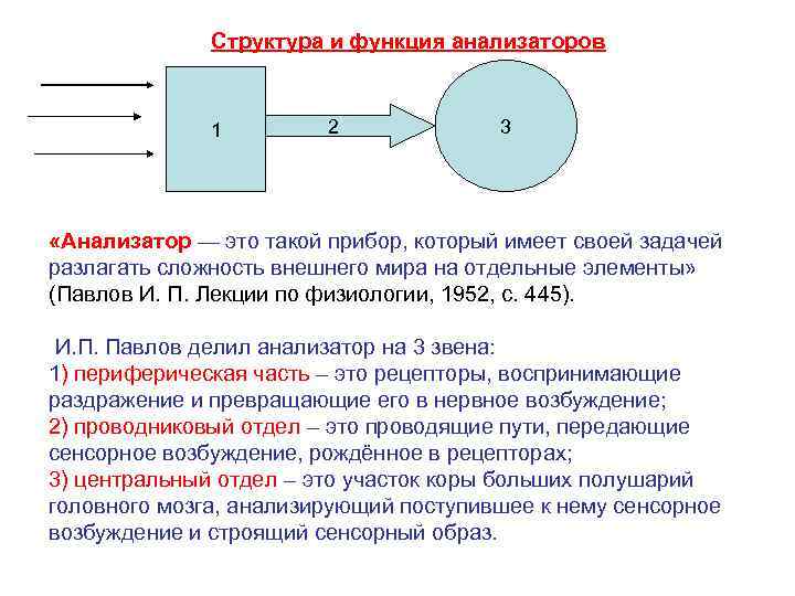    Структура и функция анализаторов   1   2 
