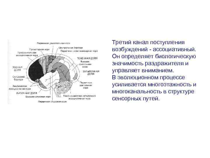 Общий план строения сенсорных систем