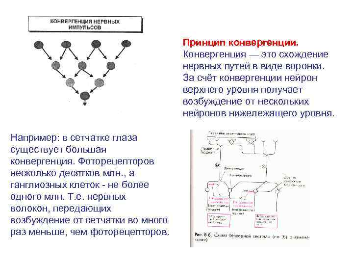 Общий план строения сенсорных систем