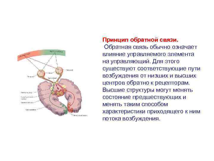 Общие принципы работы анализаторных систем презентация