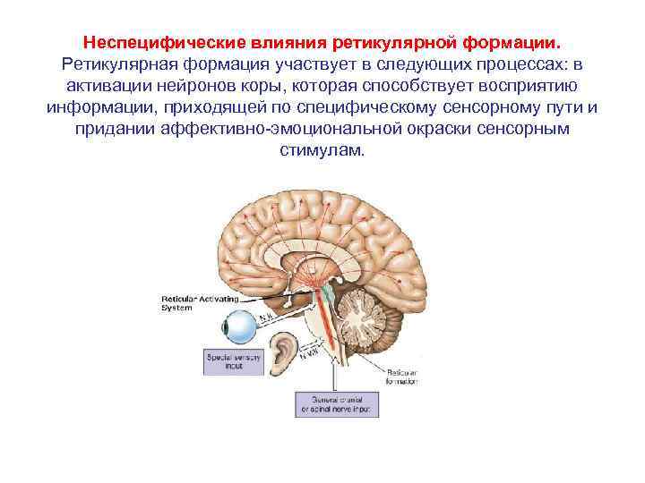   Неспецифические влияния ретикулярной формации.  Ретикулярная формация участвует в следующих процессах: в