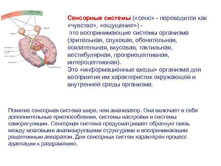 Общая схема строения сенсорных систем