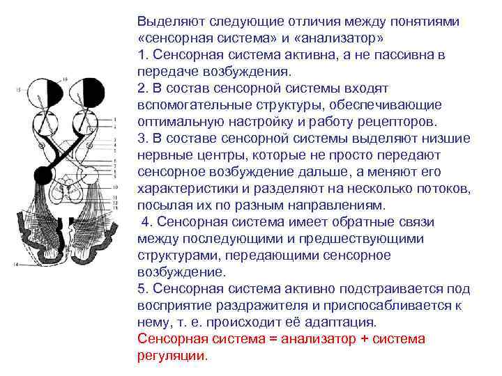 Выделяют следующие отличия между понятиями  «сенсорная система» и «анализатор» 1. Сенсорная система активна,