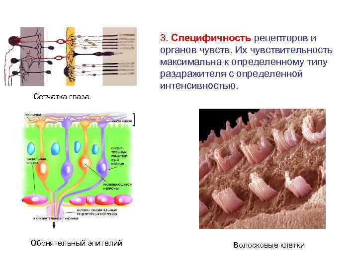 Общий план строения сенсорных систем