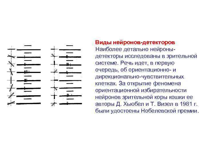 Виды нейронов-детекторов Наиболее детально нейроны- детекторы исследованы в зрительной системе. Речь идет, в первую
