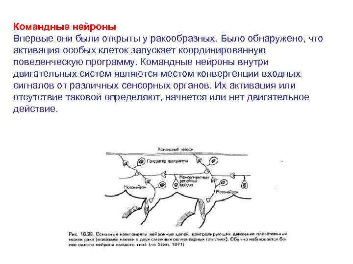Командные нейроны Впервые они были открыты у ракообразных. Было обнаружено, что активация особых клеток