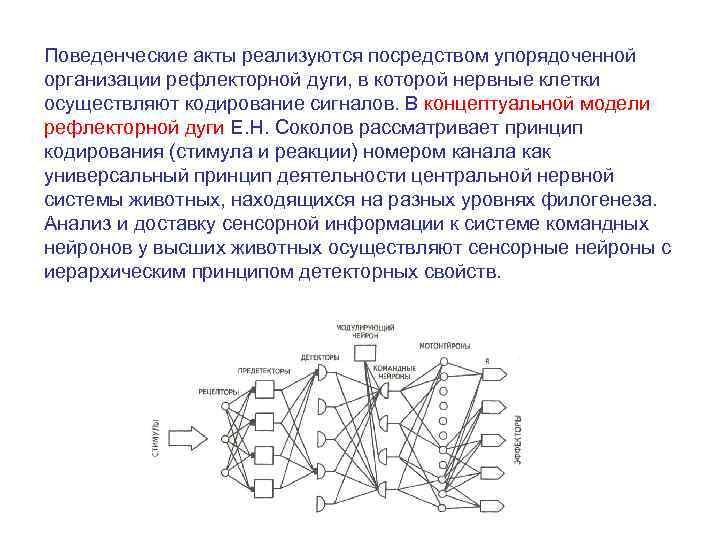 Поведенческие акты реализуются посредством упорядоченной организации рефлекторной дуги, в которой нервные клетки осуществляют кодирование