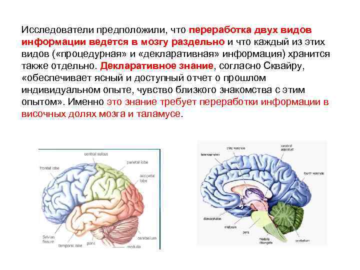 Исследователи предполагали и