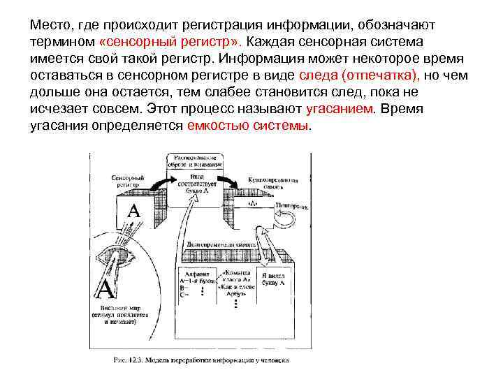 Место, где происходит регистрация информации, обозначают термином «сенсорный регистр» . Каждая сенсорная система имеется