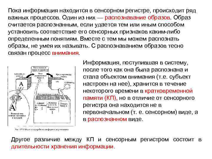 Пока информация находится в сенсорном регистре, происходит ряд важных процессов. Один из них —