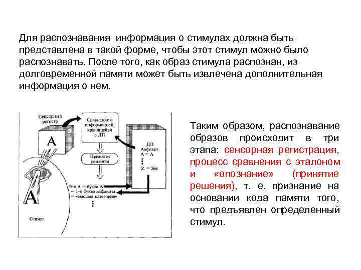 Для распознавания информация о стимулах должна быть представлена в такой форме, чтобы этот стимул
