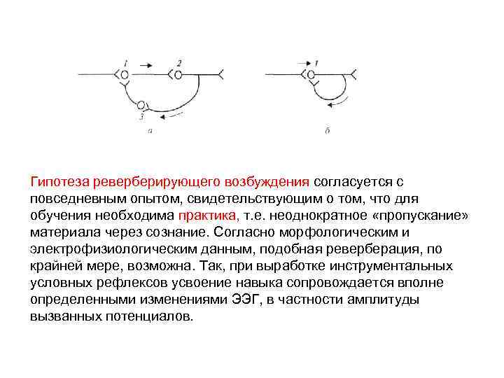Гипотеза реверберирующего возбуждения согласуется с повседневным опытом, свидетельствующим о том, что для обучения необходима