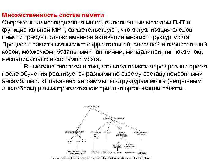 Множественность систем памяти Современные исследования мозга, выполненные методом ПЭТ и функциональной МРТ, свидетельствуют, что