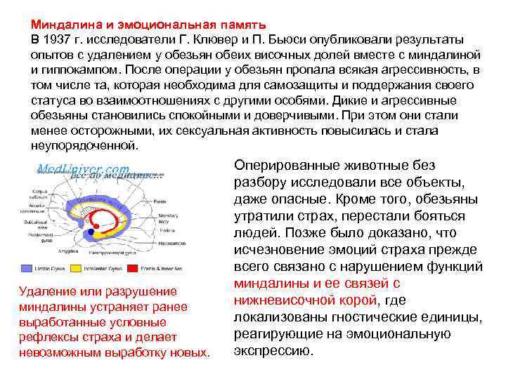  Миндалина и эмоциональная память В 1937 г. исследователи Г. Клювер и П. Бьюси