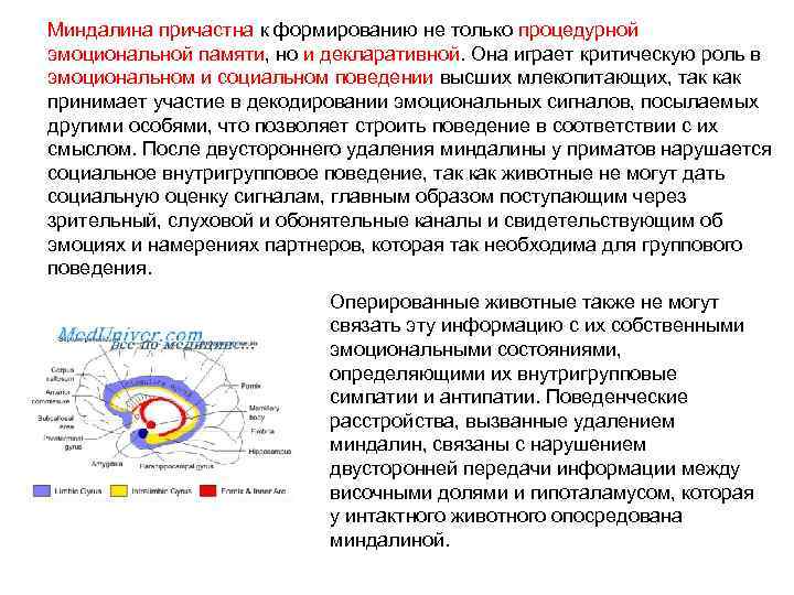 Миндалина причастна к формированию не только процедурной эмоциональной памяти, но и декларативной. Она играет