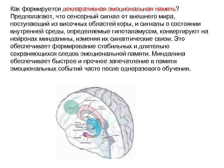 Сенсорные сигналы мозга