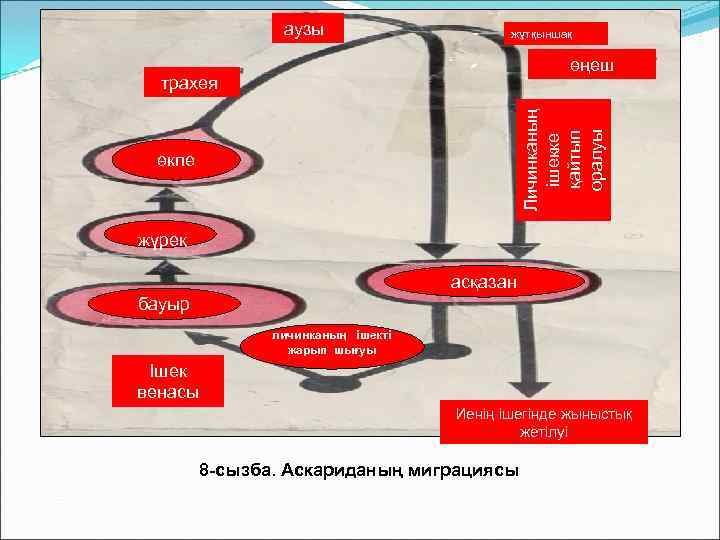    аузы     жұтқыншақ     өңеш