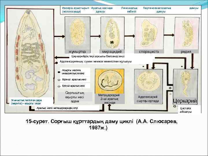        Иелерін ауыстырып Аралық иесінде   Личинкалық