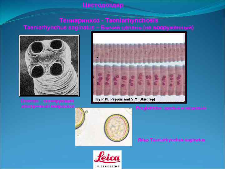     Цестодоздар   Тениаринхоз - Taeniarhynchosis Taeniarhynchus saginatus – Бычий