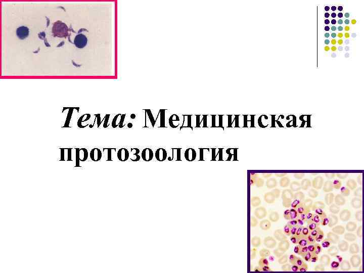 Тема: Медицинская протозоология Тема: Медицинская протозоология