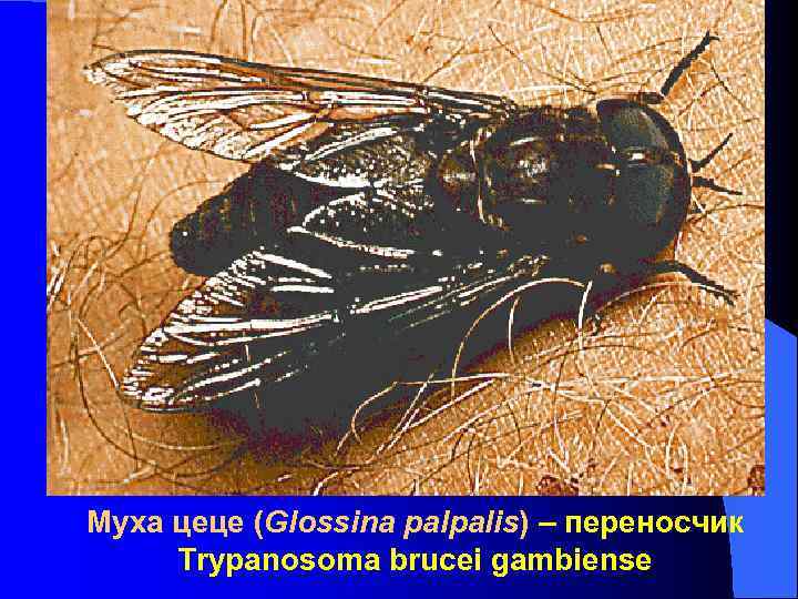 Муха цеце (Glossina palpalis) – переносчик Trypanosoma brucei gambiense Муха цеце (Glossina palpalis) – переносчик Trypanosoma brucei gambiense