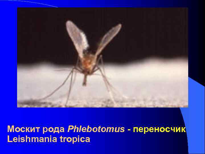 Москит рода Phlebotomus - переносчик Leishmania tropica Москит рода Phlebotomus - переносчик Leishmania tropica