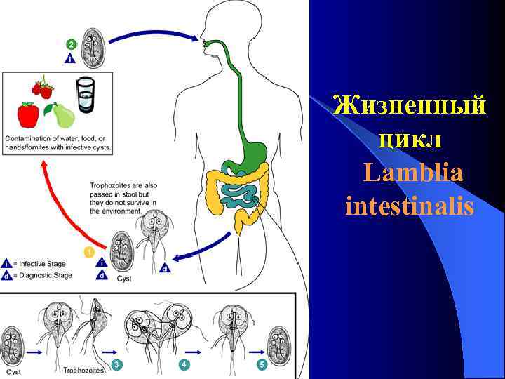 Жизненный цикл Lamblia intestinalis Жизненный цикл Lamblia intestinalis