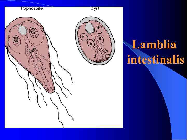 Lamblia intestinalis Lamblia intestinalis