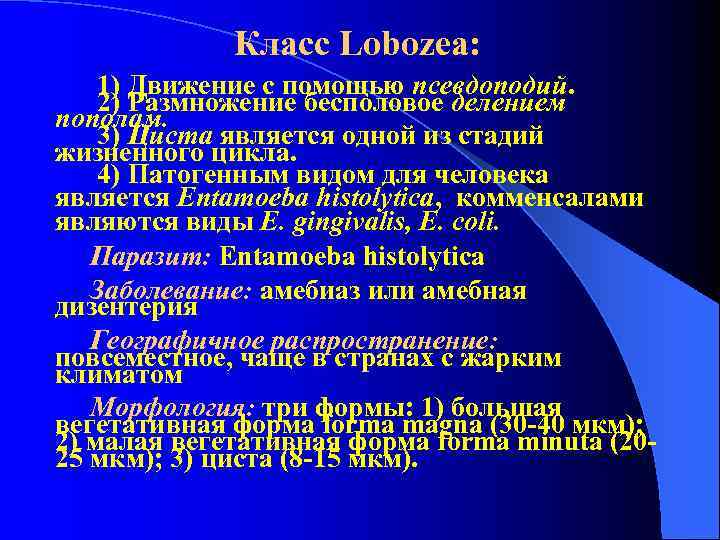 Класc Lobozea: 1) Движение с помощью псевдоподий. 2) Размножение бесполовое делением Класc Lobozea: 1) Движение с помощью псевдоподий. 2) Размножение бесполовое делением