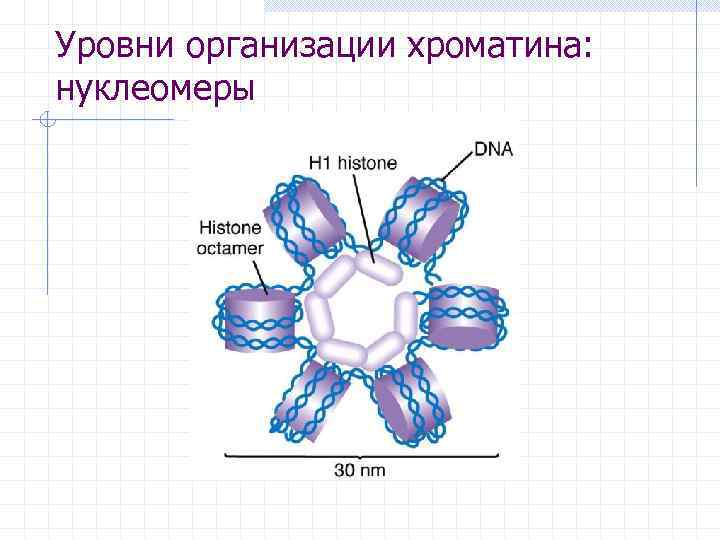Уровни организации хроматина: нуклеомеры 