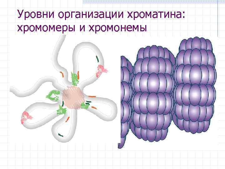 Уровни организации хроматина: хромомеры и хромонемы 