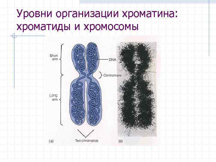 Уровни организации хроматина: хроматиды и хромосомы 